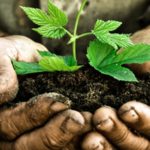 Environmental stewardship hands plant