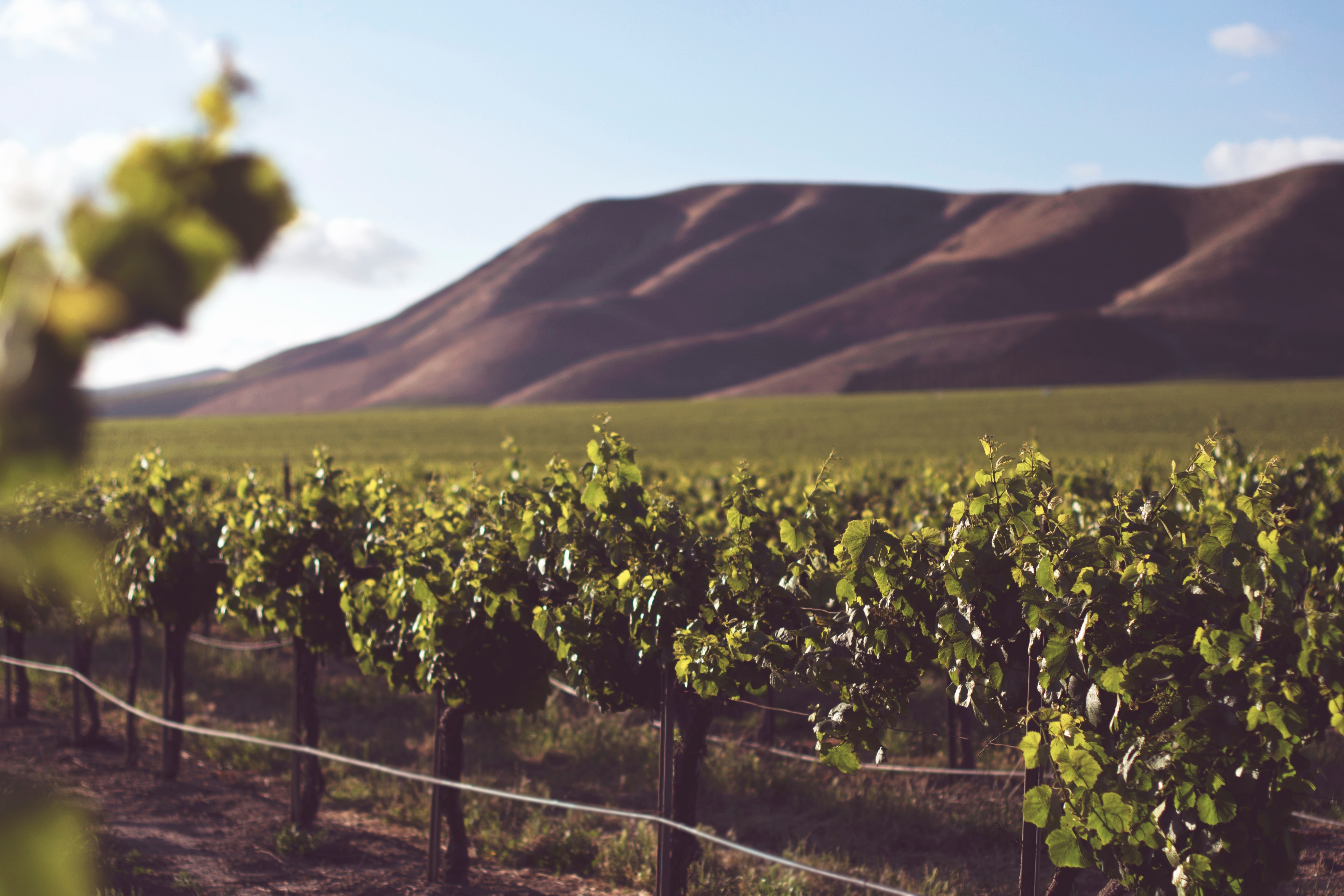 central coast winery sustainability